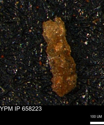 Ammobaculites subcretaceus