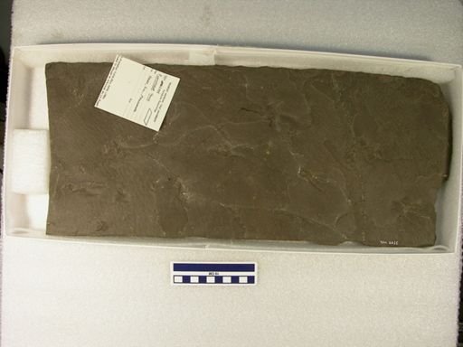 Platypterna tenuis