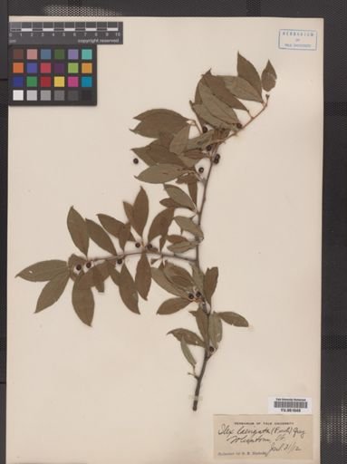 Ilex laevigata