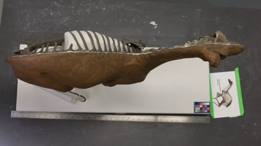 Aletomeryx gracilis