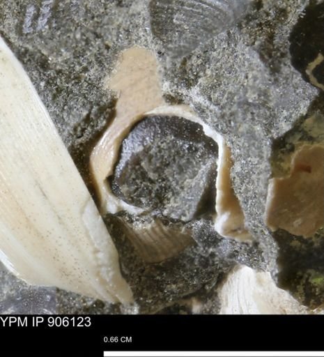 undet. Bivalvia