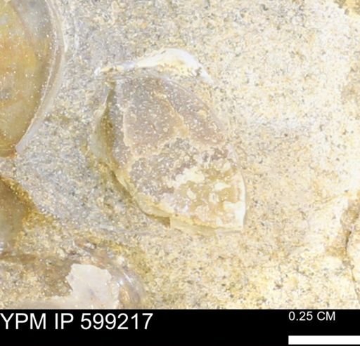 undet. Bryozoa