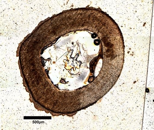 Dipsosaurus dorsalis