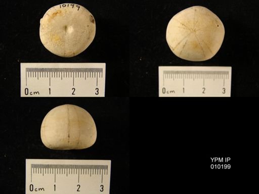 Conulus sp.