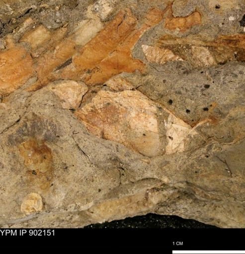 undet. Inoceramidae