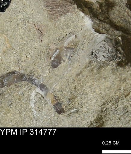 undet. Mollusca