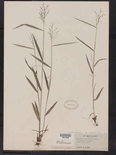 Panicum dichotomum