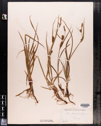 Carex houghtonii