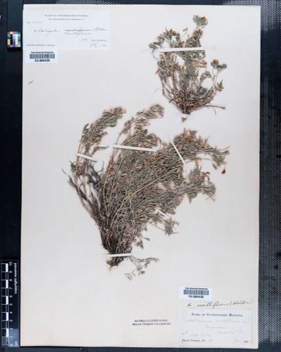 Astragalus