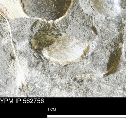 undet. Bivalvia