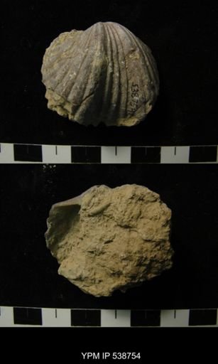 Vinlandostrophia ponderosa?