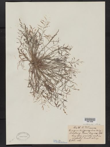 Eragrostis multicaulis