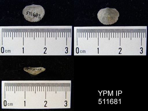 Chonetes schucherti