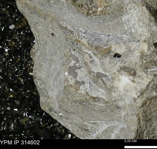 undet. Mollusca