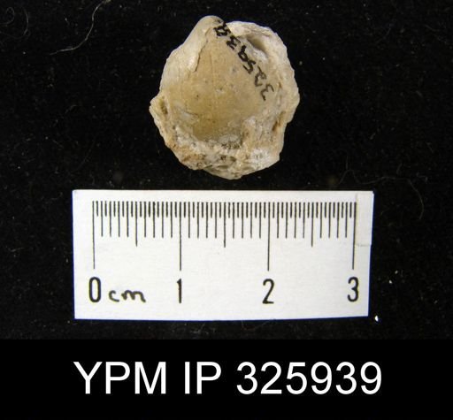 Martinia cf. semiplana