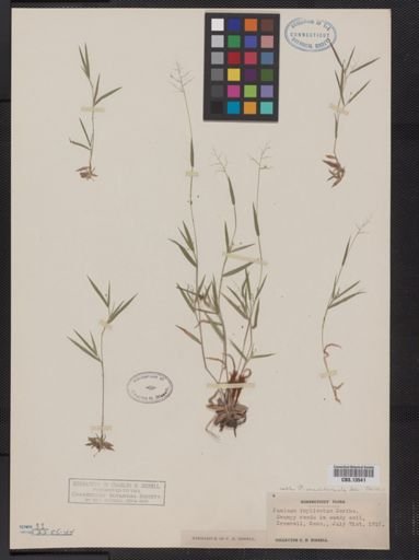 Panicum meridionale