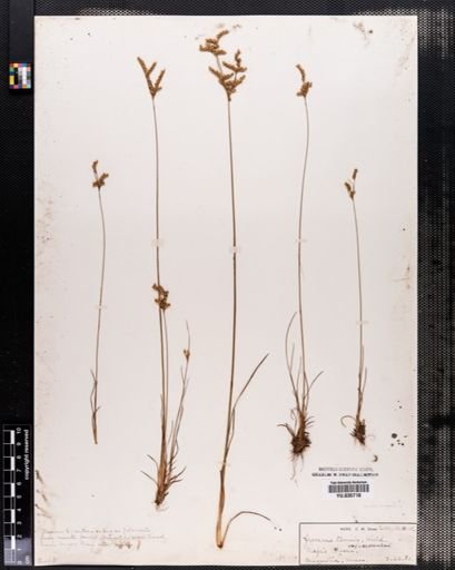Juncus