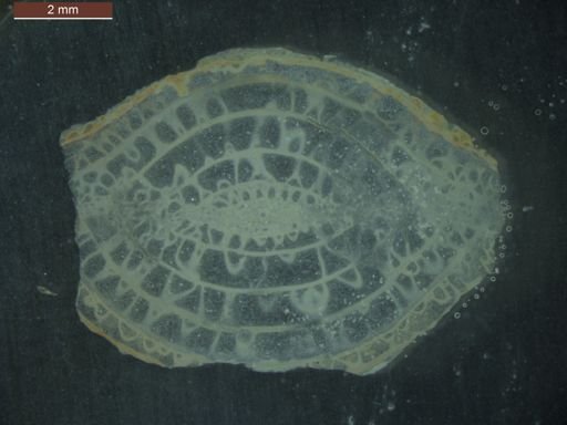 Paraschwagerina gigantea