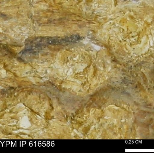 Teredo sp.