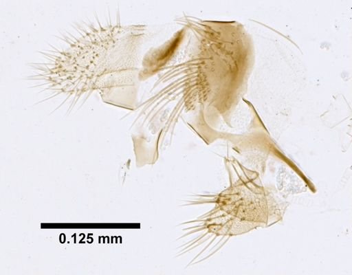 Lutzomyia cruzi