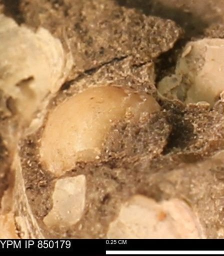 Scaphitidae