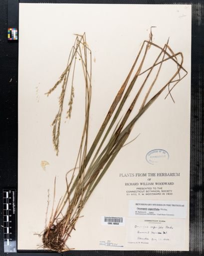 Oryzopsis asperifolia