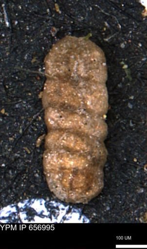 Ammobaculites euides