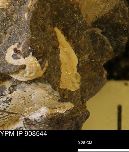 undet. Mollusca