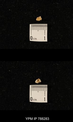 undet. Brachiopoda