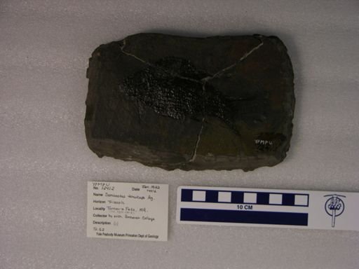 Semionotus tenuiceps