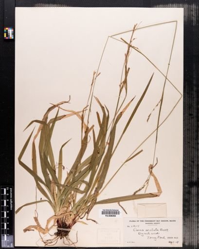 Carex arctata