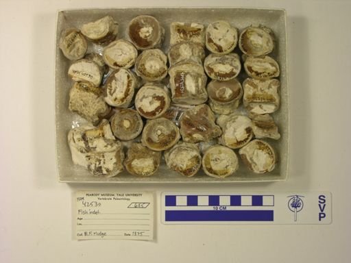 undet. Actinopterygii