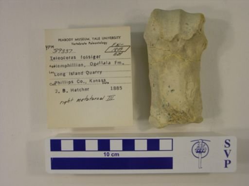 Teleoceras fossiger