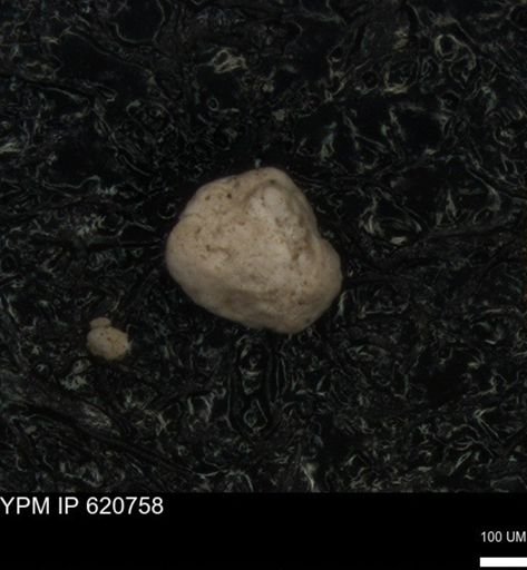 undet. Foraminiferida