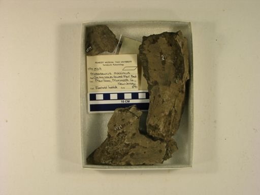 Mosasaurus hoffmannii