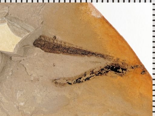 Zygoptera?