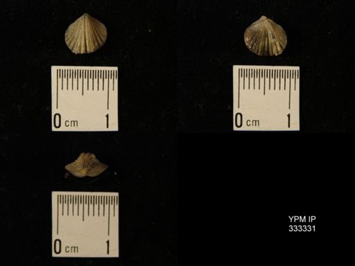 Zygospira sp.