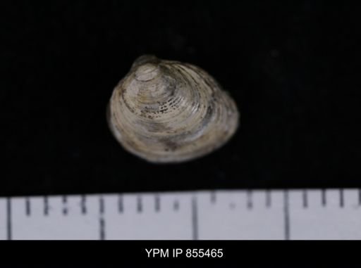 Limopsis striatopunctatus