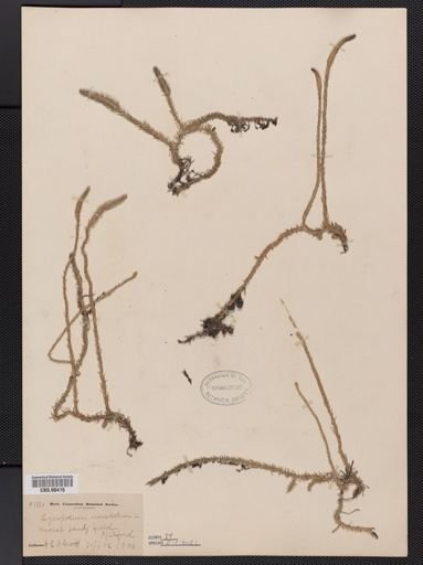 Lycopodiella appressa