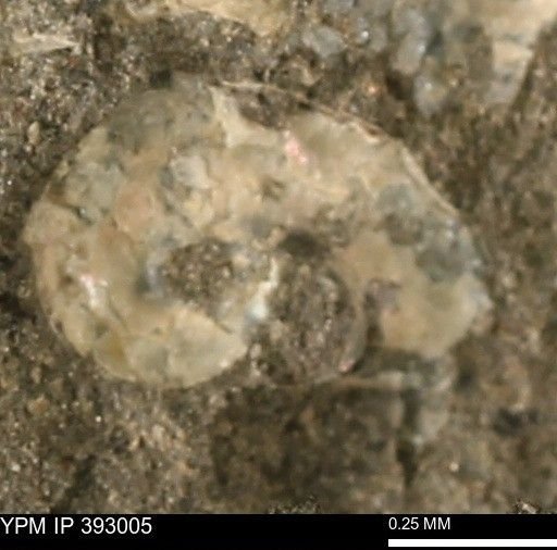 Scaphites sp.