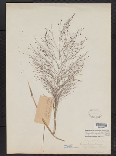 Eragrostis spectabilis