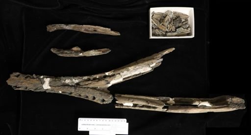 Thoracosaurus