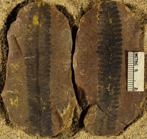 Pecopteris sp.