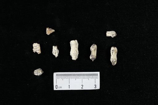 undet. Actinopterygii