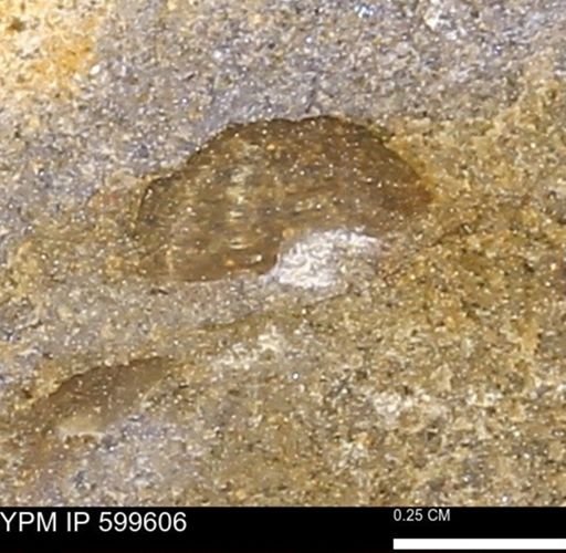 Protocardia subquadrata