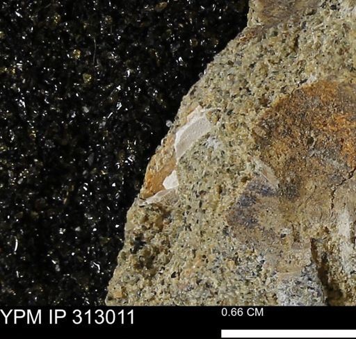 undet. Bivalvia