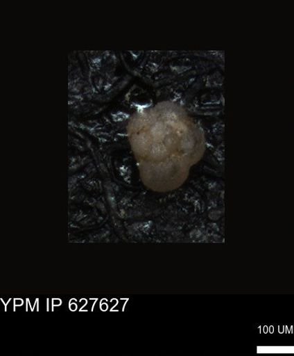 undet. Foraminiferida