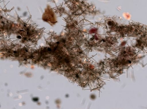 Myxilla incrustans