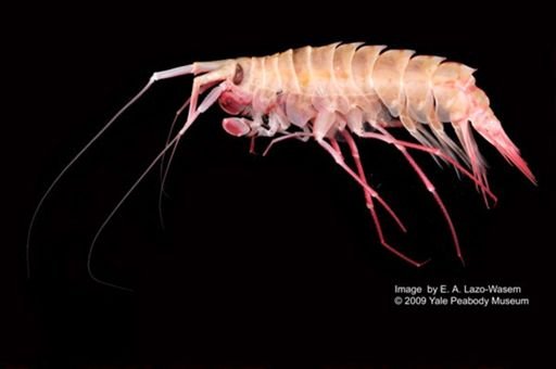 Eusiridae