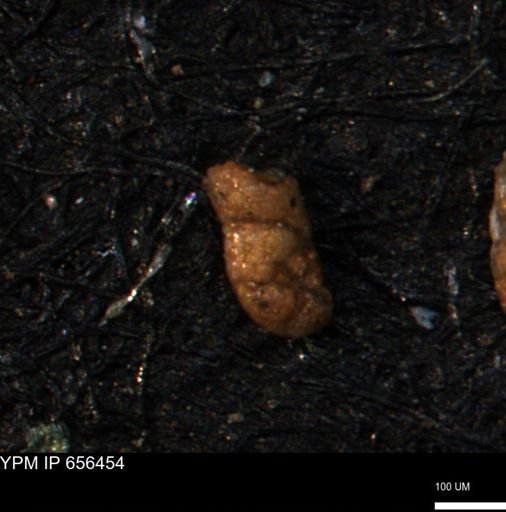 Ammobaculites obliquus
